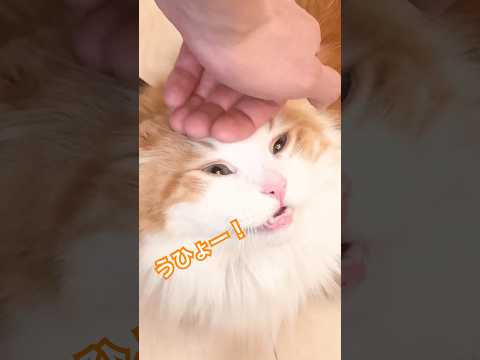 なんちゃんは何しててもかわいいなんちゃん マンチカン短足 サムネイル