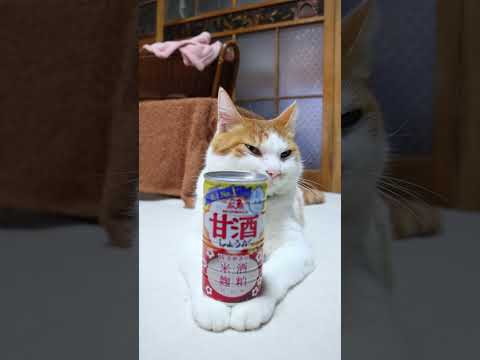 甘酒＜しょうが＞　251231　のせ猫　甘酒　 cat cute kitten　 猫のいる暮らし　 ねこ　 cutec… サムネイル