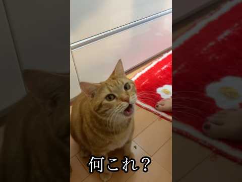 最新！癒し系アメショ猫の日常動画｜美味しそうな白菜を楽しむ様子 サムネイル