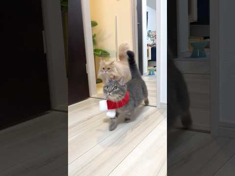 話題の神回！ホリデー猫たちが飼い主に寄り添う可愛い瞬間 サムネイル