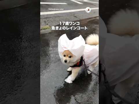 老犬のあめさんぽ☂️｜PECO サムネイル