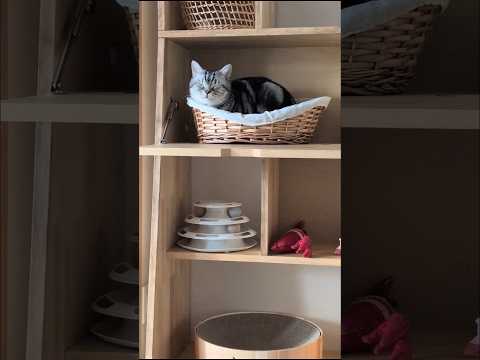 アメショーのラッテ #アメショ ＃アメリカンショートヘア＃猫との暮らし#猫と暮らす家#猫 サムネイル