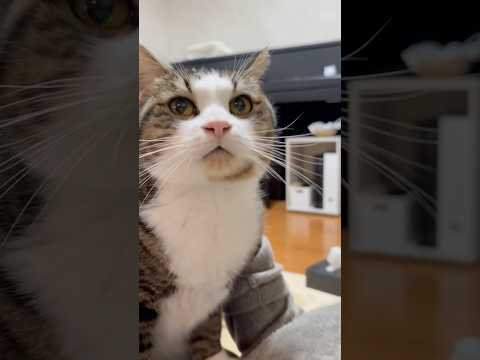 甘エビの尻尾？ サムネイル
