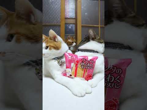サンタのわくわくボックスパン　251225　のせ猫　 cat cute 猫のいる暮らし　 ネコ　 ねこ　 猫のいる生活… サムネイル