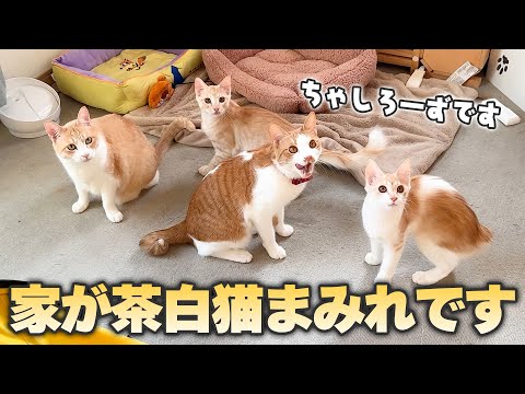 ついに我が家が茶白猫たちに占領されてしまいました。 サムネイル