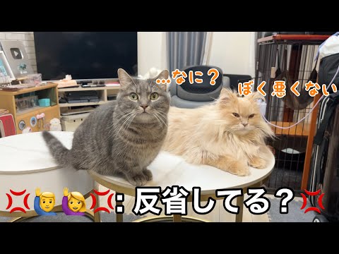 喧嘩が遊びに変わったと思ったら大惨事…やらかした猫たちに飼い主2人でお説教した結果 サムネイル