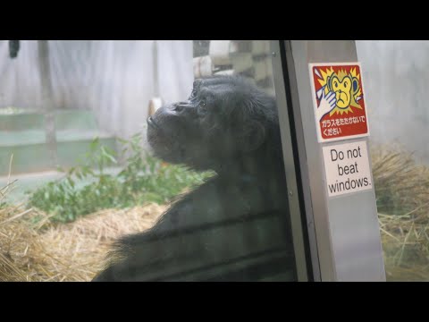 アキラには優しく、人間には厳しいデンスケ、それでいいのだ　日本モンキーセンター　チンパンジー　202512 サムネイル
