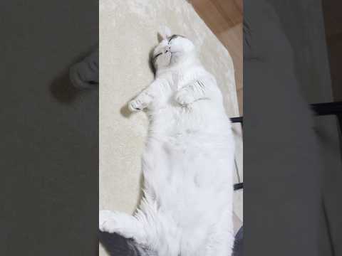 やっぱり親子 サムネイル