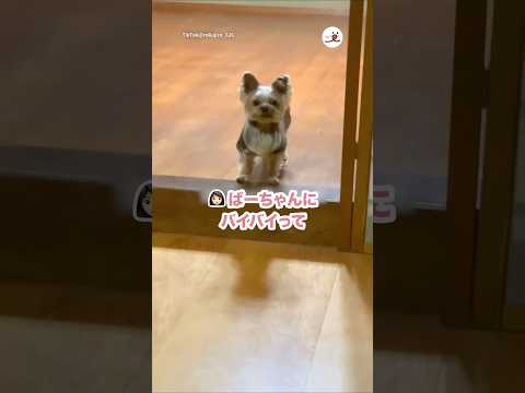 【帰宅拒否】おばあちゃん家にいたいヨーキー｜PECO サムネイル
