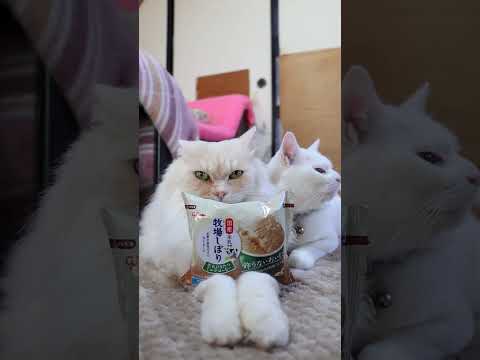 牧場しぼり 生乳ひきたつミルクコーヒー　251230　のせ猫　 cat cute ねこ　 猫のいる暮らし　 ネコ　 c… サムネイル