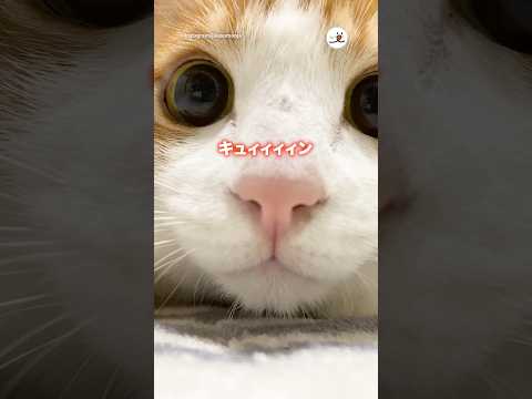 瞳に吸い込まれそう👀｜PECO サムネイル