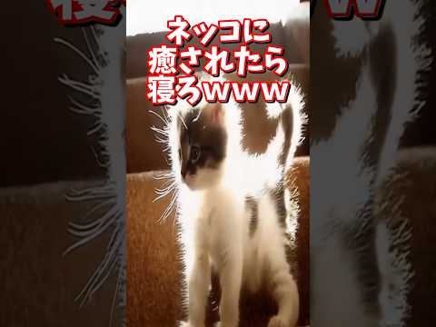 ネッコの動画で癒されたら寝ろｗｗｗ　#2ch  #動物  #猫 #癒やし #ねこ動画 サムネイル