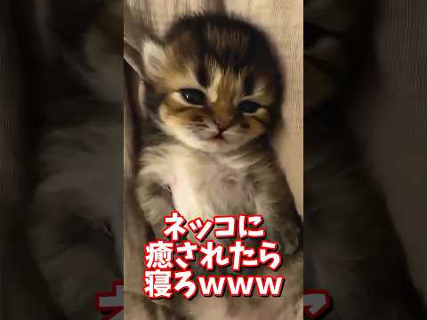 ネッコの動画で癒されたら寝ろｗｗｗ　2ch  動物  猫 癒やし ねこ動画 サムネイル