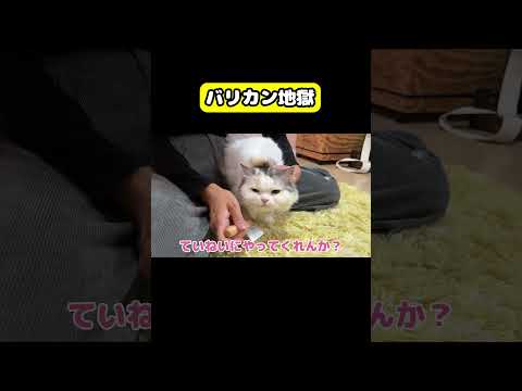バリカン地獄　猫 おもしろ アテレコ ニャンチューバーつくし サムネイル