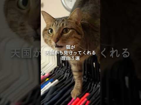 猫が天国から見守ってくれる理由3選 猫 ねこ 猫のいる暮らし ねこのいる生活 保護猫 猫好きさんと繋がりたい 猫動画… サムネイル