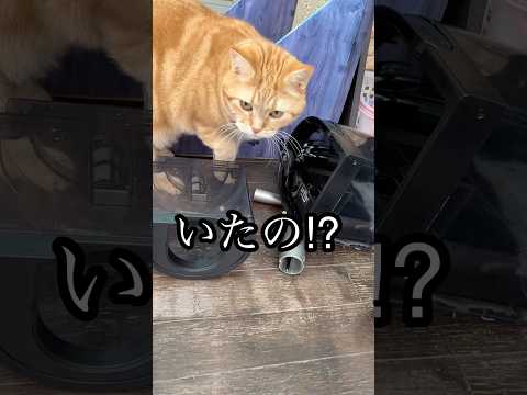 いたの⁉︎ ねこ いたずら cat アメショ うめ サムネイル