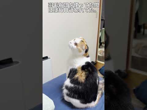 話題のスコティッシュフォールド・みみちゃんの日常とは？ サムネイル
