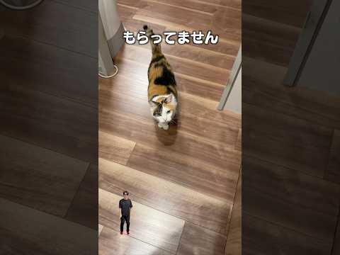 「まだごはんもらってません」猫あるある|フルはApple Musicほか音楽アプリへ サムネイル