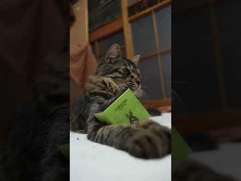 コロコロワッフル キューブ　260202　のせ猫　 cat cute ねこ　 猫のいる暮らし cutecat ネコ… サムネイル