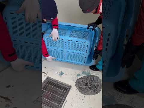 ジェンツーペンギンの引っ越し① サムネイル