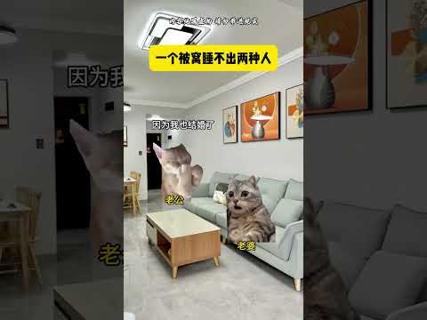 一个被窝睡不出两种人 有趣 猫meme 猫meme剧场 猫meme小剧场 内容过于真实  故事 貓 猫猫meme小剧场… サムネイル