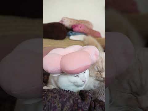 ピンク帽子　260311　のせ猫　 cat　 cute　 ネコ　 ねこ  猫のいる暮らし　 kitten　 cutec… サムネイル