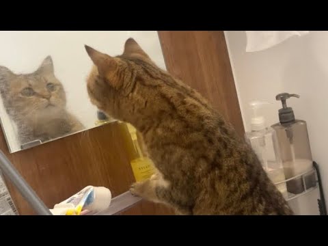 自分の顔を鏡で見てしまった猫の反応おもろすぎた サムネイル