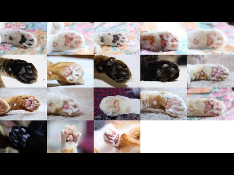 肉球の日　肉球　2026　260209 サムネイル