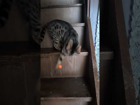 ベンガル猫shorts funny catベンガルbengaru サムネイル
