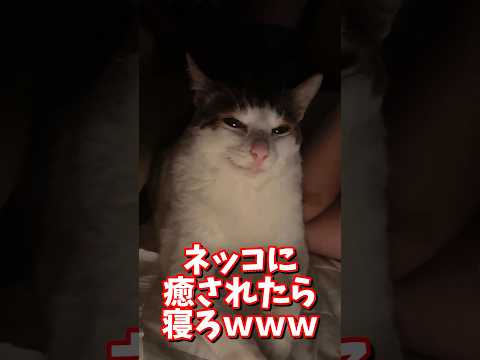 最新の癒し！可愛い猫たちが心を温める神動画 サムネイル