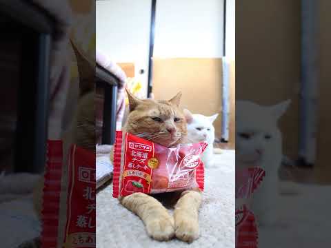 北海道チーズ蒸しケーキ　とちあいか　苺　260125　のせ猫　とちあいか　 のせ猫 cat cute　 kitty ね… サムネイル