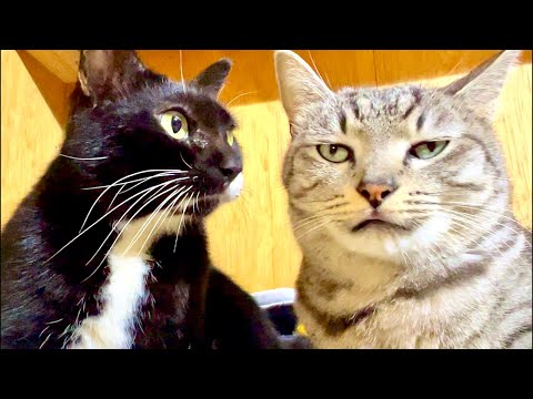 【朝の癒し】猫×ウッドボールの音｜BGM・リラックスRelaxing Morning ASMR | Cat & Woo… サムネイル