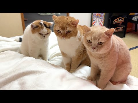低気圧で体調が悪い母を本気で心配する猫たち サムネイル