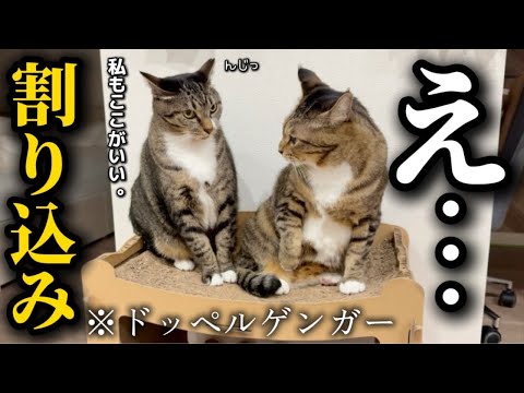 自分とそっくりの新入りが自分と全く同じ割り込み方をして来て混乱する元ボス猫 サムネイル