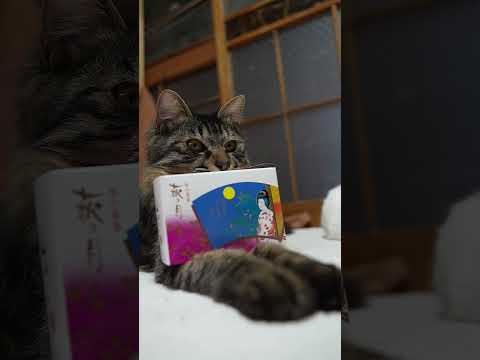 萩の月　260131　のせ猫　 cat cute ねこ　 猫のいる暮らし　 cutecat　 ネコ　 kitty　 k… サムネイル