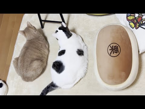ホットカーペットを満喫する太猫 サムネイル