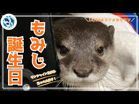 【誕生日】コツメカワウソ「もみじ」7歳の誕生日【サンシャイン水族館】 サムネイル