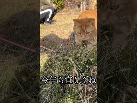 今年も宜しくね 猫 散歩 cat 食べ放題 ブュッフェ サムネイル