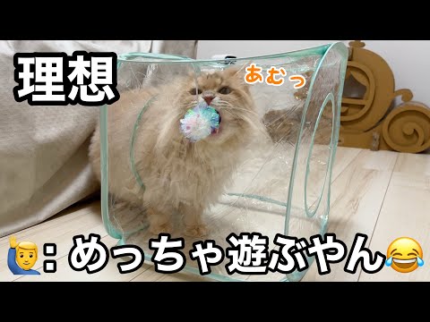 猫っておもちゃ何でも好きだよね？現実はこうです サムネイル