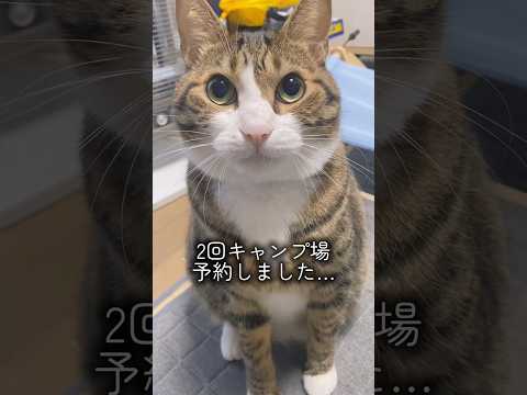 母ちゃんの心配cats shorts 球太 サムネイル