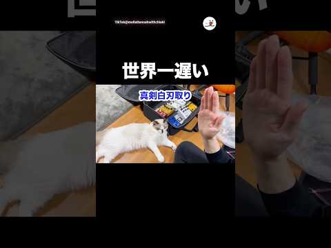 世界一遅い、真剣白刃取り😂｜PECO サムネイル