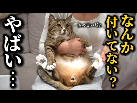 元ボス猫を家族に迎えたら大事な時にう◯こ事件を起こす困った野郎でした サムネイル