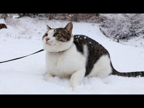 さばじろう薄雪散歩　260108 サムネイル