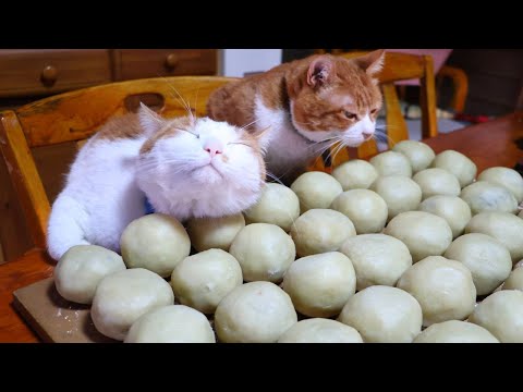 猫たちと小豆炊いてまんじゅう作り　260215 サムネイル