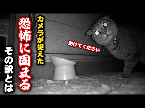 深夜のカメラに映った野良猫が怯え固まった訳 サムネイル