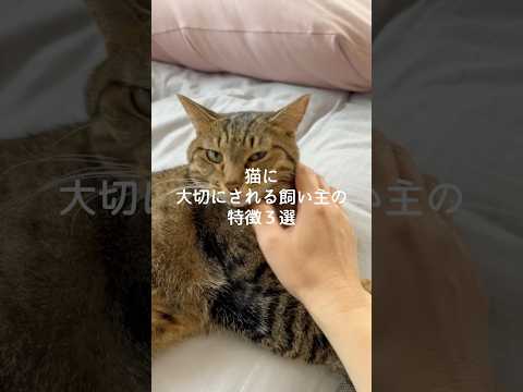 猫に大切にされる飼い主の特徴3選 猫 ねこ 猫のいる暮らし 猫のいる生活 猫好きさんと繋がりたい 保護猫 雑学 豆知識… サムネイル