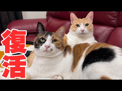 【🐈＜配信】2月になりましたね。ヘルニアからの復活＆いとこ編完結記念放送 サムネイル