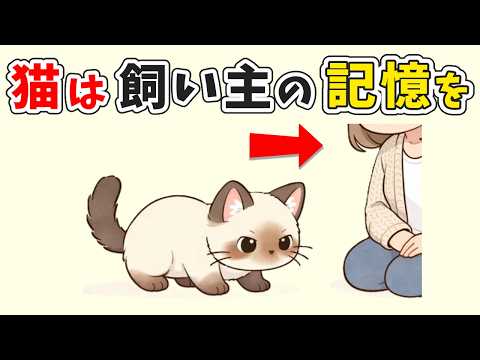【驚愕！猫の記憶に関する雑学】猫が一生忘れない飼い主の記憶【TOP10】 猫 雑学 豆知識 トリビア サムネイル