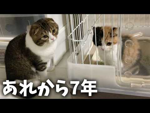 出会った日から7年たった現在の猫夫婦がこうなりました！ サムネイル