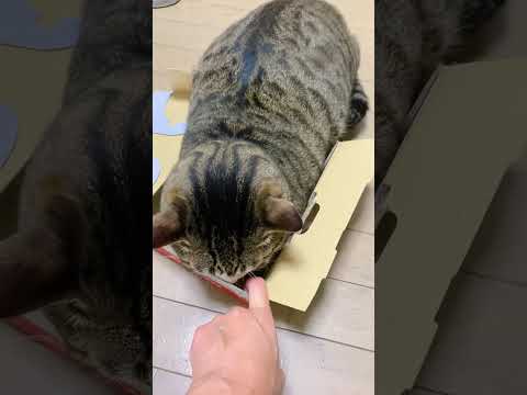 頑張らない事を頑張るcats shorts 球太 サムネイル